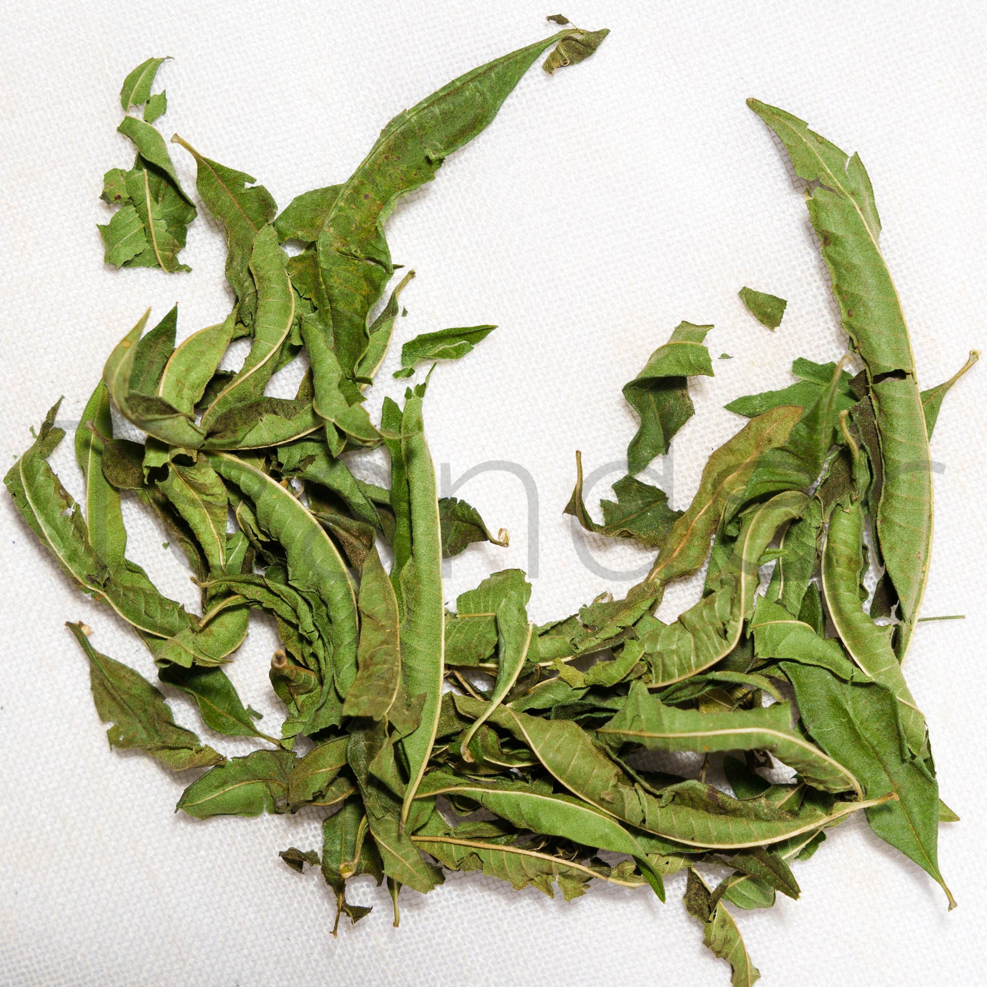 Lemon Verbena - Teander